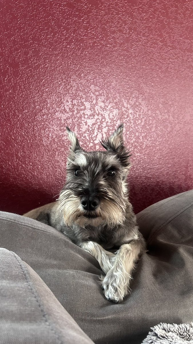 JoeDamicoWins's tweet photo. Good morning and Happy Monday from “Bingo, Keno, & Pai Gow.” #dog #dogslife #spoiled #thehostoflasvegas https://t.co/mhP1nXTvfD