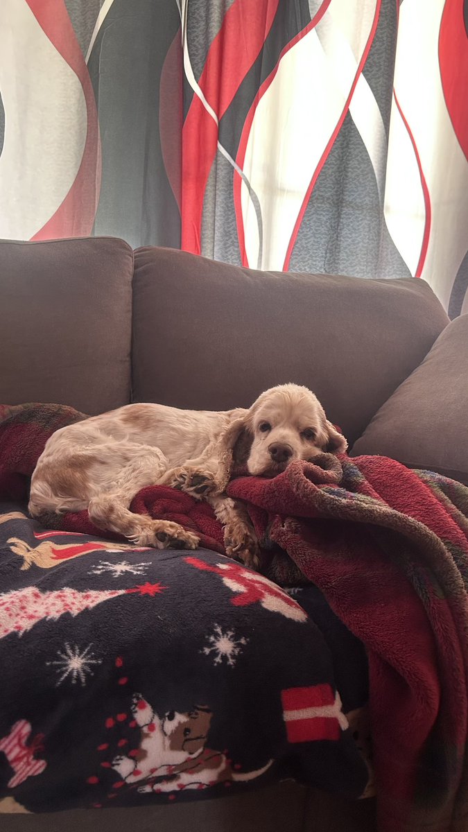 JoeDamicoWins's tweet photo. Good morning and Happy Monday from “Bingo, Keno, & Pai Gow.” #dog #dogslife #spoiled #thehostoflasvegas https://t.co/mhP1nXTvfD