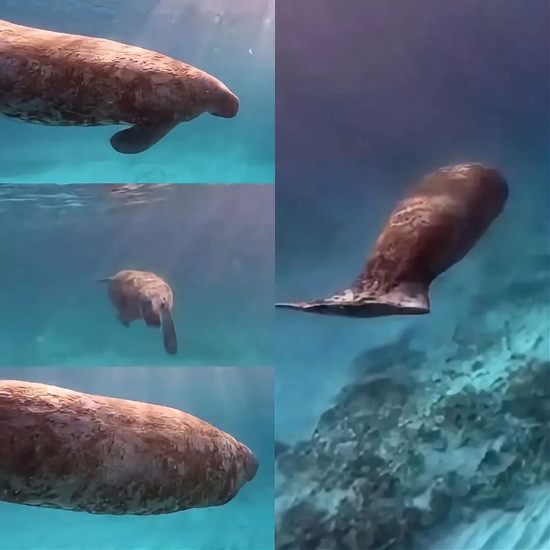 VigiaCiudadano7's tweet photo. UN GIGANTE DEL CARIBE APARECIÓ DONDE CASI NADIE ESPERABA ENCONTRARLO

Mientras un turista practicaba buceo cerca de una conocida playa de Cancún, observó a lo lejos la silueta de un animal que avanzaba lentamente bajo las aguas turquesa. Al principio no lograba reconocerlo, pero lo asombroso ocurrió cuando aquella enorme criatura cambió de dirección y pasó casi a su lado: se trataba de un manatí nadando libremente frente a las costas de Cancún.

Este pacífico gigante es un mamífero herbívoro que puede alcanzar hasta tres metros de longitud y necesita subir periódicamente a la superficie para respirar. Aunque históricamente ha habitado las costas de Quintana Roo, resulta muy difícil observarlo en libertad y mucho más encontrarlo tan cerca durante una inmersión.

En México, el manatí está catalogado en peligro de extinción debido a la pérdida de su hábitat, las colisiones con embarcaciones y la contaminación. Su reproducción también es lenta, pues generalmente nace una sola cría después de una gestación que puede durar más de un año. 

Este encuentro no demuestra por sí solo que su población esté aumentando, pero sí confirma que estos gigantes todavía recorren el Caribe mexicano y que proteger sus aguas puede marcar la diferencia entre conservarlos o perderlos para siempre.

ASOMBROSO