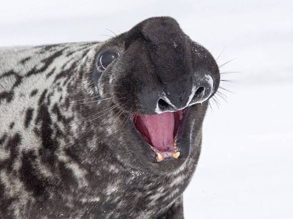 CarmineWilding's tweet photo. Animal of the Day:

Hooded Seal!

You know me.  I love weird animals.  I love strange behaviors.  I love odd appearances.  To me, animals that break the standard molds are the spice of life.

But my goodness…I seem to have found the “Have some dignity, weirdo!” line today… https://t.co/oyQMAe1vo5