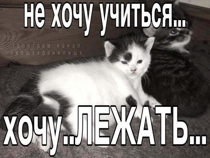 marsiuze's tweet photo. хочу. https://t.co/Z9Qx8b0fu6