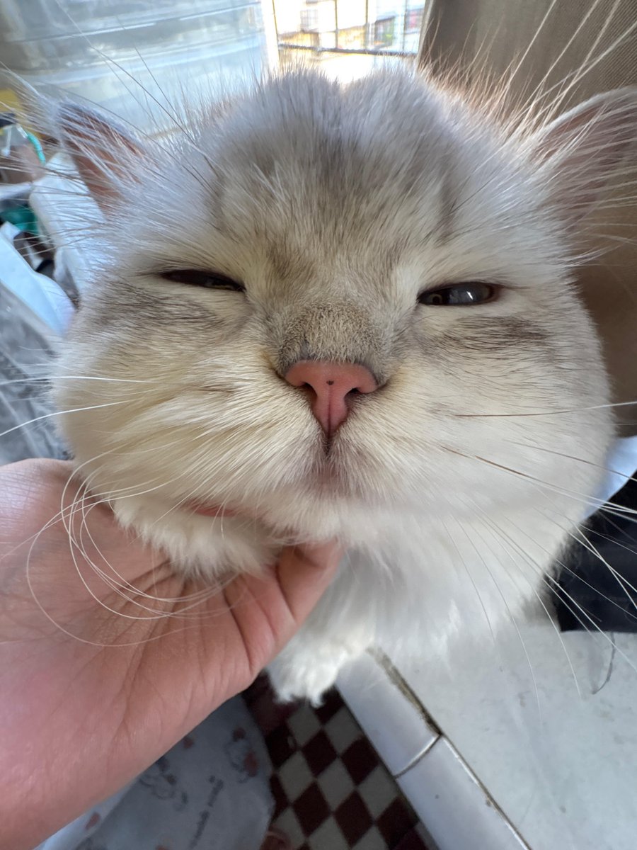 nocontextscats's tweet photo. https://t.co/K8mlJjvu1i