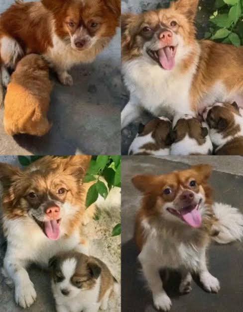 ayn852's tweet photo. DO YOU WANT WANG WANG’S KILLERS AROUND YOUR FAMILY?

I don’t want them anywhere near my 2-year-old son or my dogs.

But with no meaningful accountability or intervention, one day they could be.

These “children” will grow up.

They can travel. They can study overseas. They can work overseas. They can move overseas.

They could live next door to you.

And there is a reason this should concern people far beyond animal welfare.

Research has found that serious animal cruelty in childhood is associated with an increased risk of later violence toward humans.

Yet in China, extreme animal cruelty like this can simply go largely unaddressed.

That is the problem.

When children demonstrate this level of deliberate violence, it is a warning sign. Ignoring it does not make the risk disappear.

And that risk does not stop at China’s border. China is choosing not to address this risk. The rest of the world may end up living with it.

China should take that seriously. 

So should everyone else.

#JusticeForWangWang #旺旺 #ワンワン #WangWang