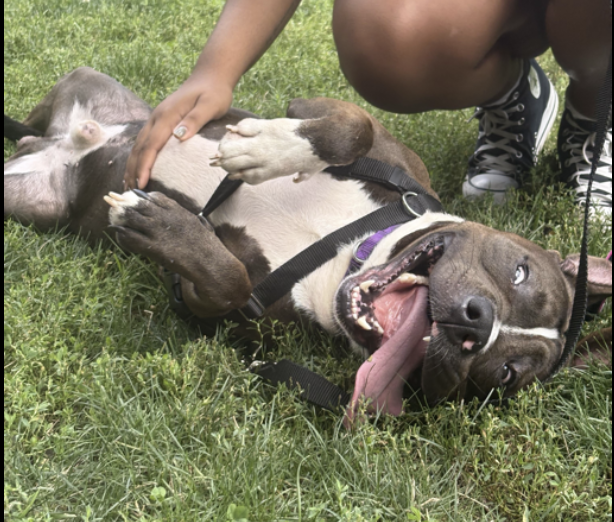 adoptadog39's tweet photo. #BearsteinDay๐ #dogoftheday
Bearstein is a very sweet boy w/ a big heart who needs a calm, safe home. He is an energetic boy & needs help w/ separation anxiety (predictable routines will help) B/c of his fear, he is #rescueonly
#nycACC #nyc #recuedog
#FostersSaveLives #foster https://t.co/EMhbQU163d