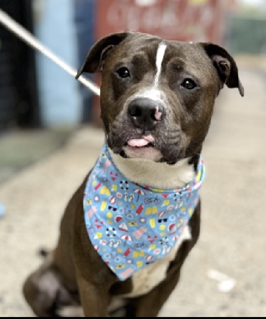 adoptadog39's tweet photo. #BearsteinDay๐ #dogoftheday
Bearstein is a very sweet boy w/ a big heart who needs a calm, safe home. He is an energetic boy & needs help w/ separation anxiety (predictable routines will help) B/c of his fear, he is #rescueonly
#nycACC #nyc #recuedog
#FostersSaveLives #foster https://t.co/EMhbQU163d