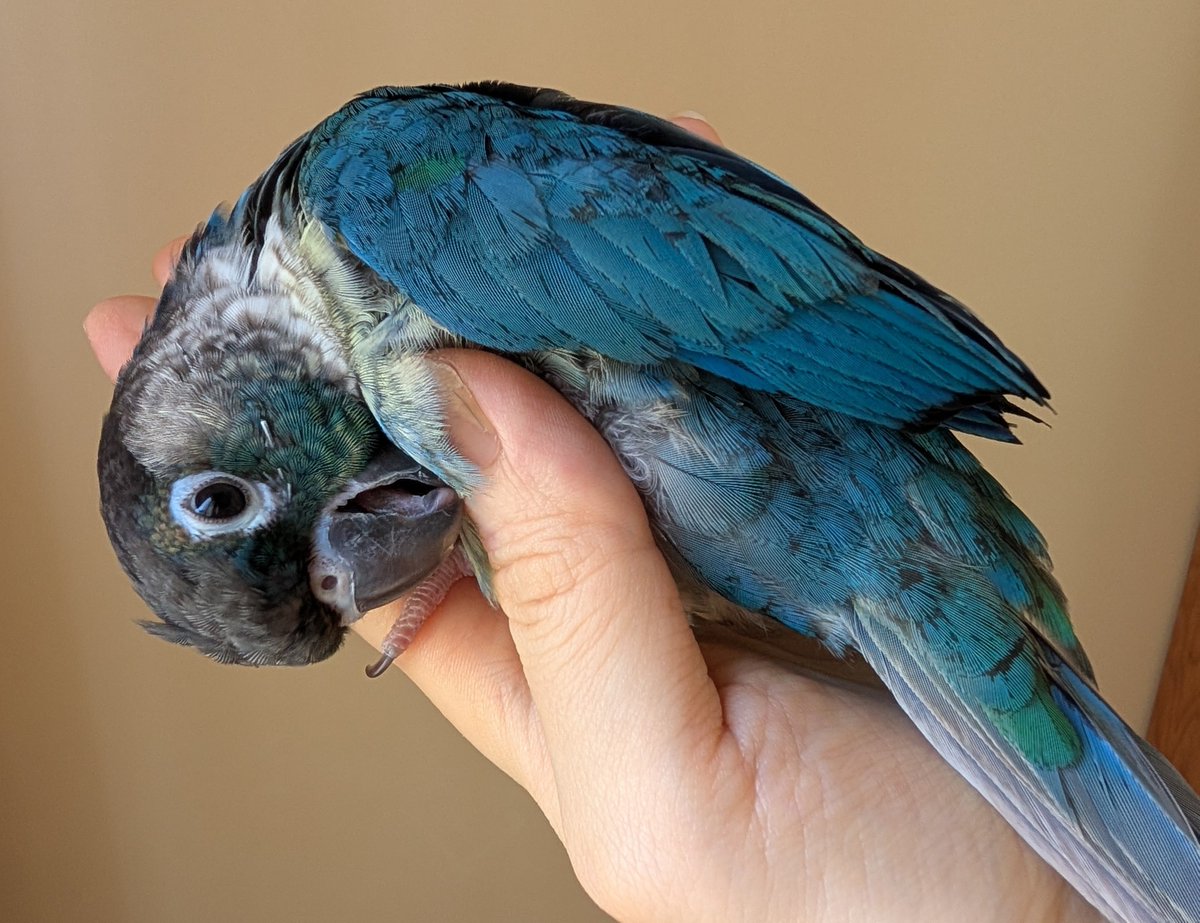 enryu3150's tweet photo. 入院する前日に撮った咲来ちょん✨🦜🎶
今日も電話越しに私の声を聞いてくれていたみたいです✨😭✨

今日で入院して1週間。
祝日の影響で点滴日数が伸びるのが辛い…😇

来週にはまた一緒に朝から晩まで過ごせています様に🌠

#ウロコインコ
#保護鳥
#里親 https://t.co/Z48GtEReCx