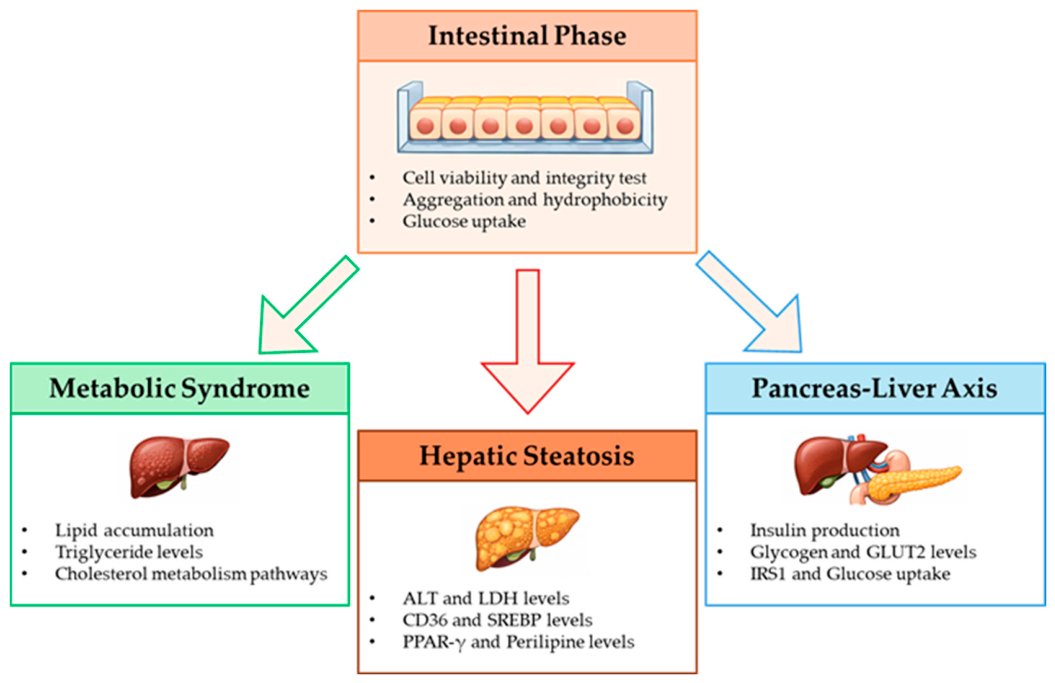 LiversMdpi's tweet photo. 📢 New Article in @LiversMDPI

🧬 Galla et al. tested a nutraceutical in a gut–pancreas–liver model.

🩺 It reduced lipid accumulation and increased bile acid production.

📖 Read More: https://t.co/uL4OMEQATO

#MASLD #Nutraceuticals #Probiotics https://t.co/J610dLbtvT