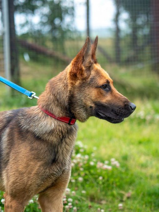 gsrescueelite's tweet photo. Lucky is 2yrs old and this poor lad hasn't had much luck in his life so far. Lucky can live with older kids but he has missed out on a lot, he is a clever lad though and picks up commands quickly.
#dogs #germanshepherd #Cornwall 
https://t.co/q5EhcDqnSc https://t.co/p7dvRYqM1O