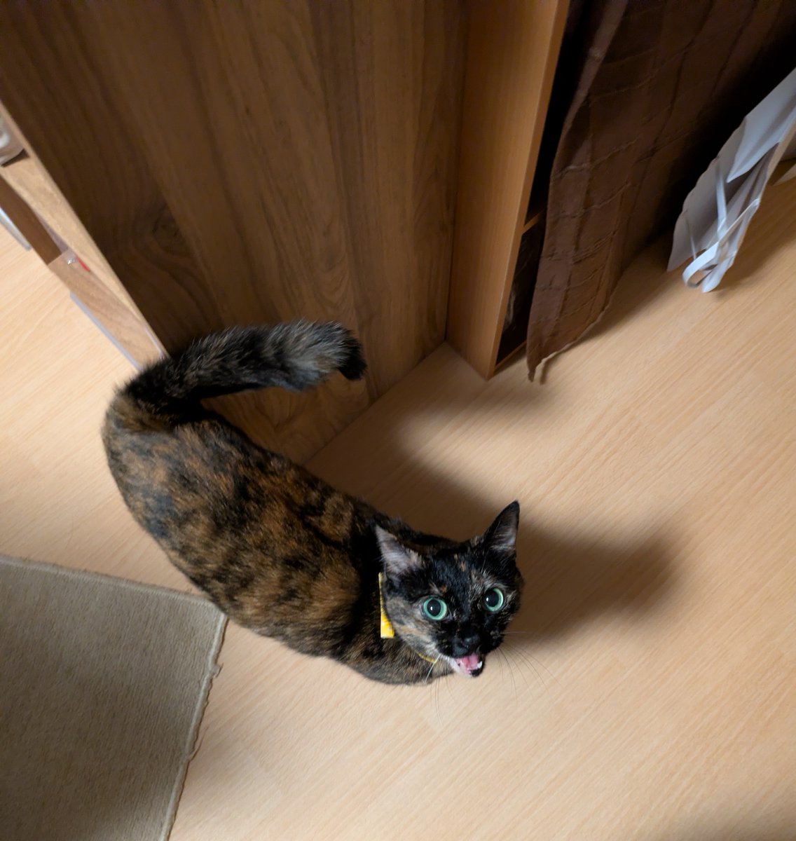 tanutanukasan's tweet photo. めしくれ〜。
#猫 #保護猫 #サビ猫はいいぞ https://t.co/BGUOcdXogd