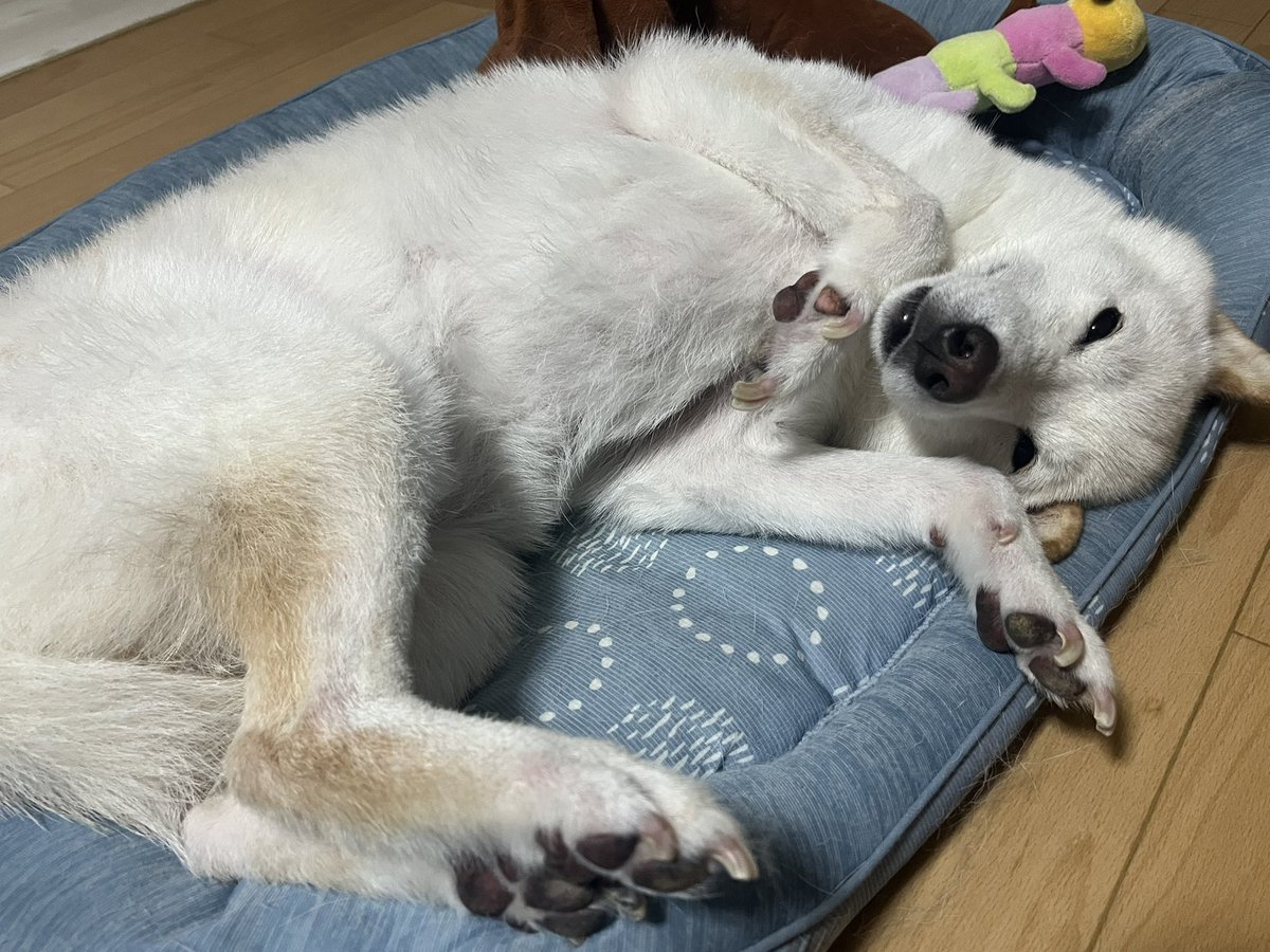fs2ch211's tweet photo. ハルくん…大好きだよ🐕😭😭💓 https://t.co/cAUnndMDL2