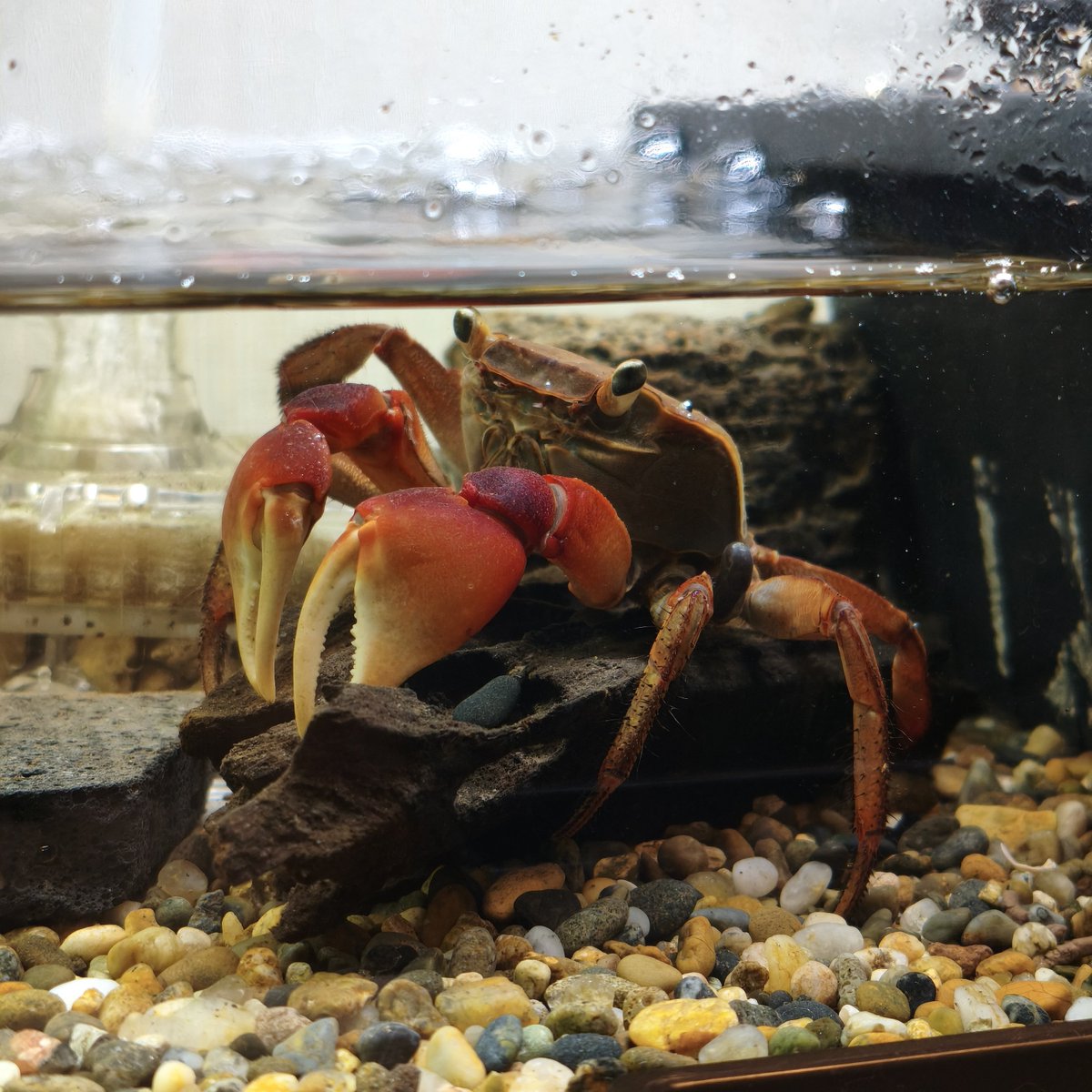 ultimatumusui's tweet photo. アカテガニ飼い始めました。🦀
20年以上前、月刊アクアライフにアノマロクロミストーマシーの産卵記録を載せてもらった身としては、飼育を頑張りたいところ。
育苗箱に砂利を入れて掃除をしやすくし、乾燥した陸地を用意したかったので余ってたコルク樹皮を設置。 https://t.co/iAmOZ1kpza