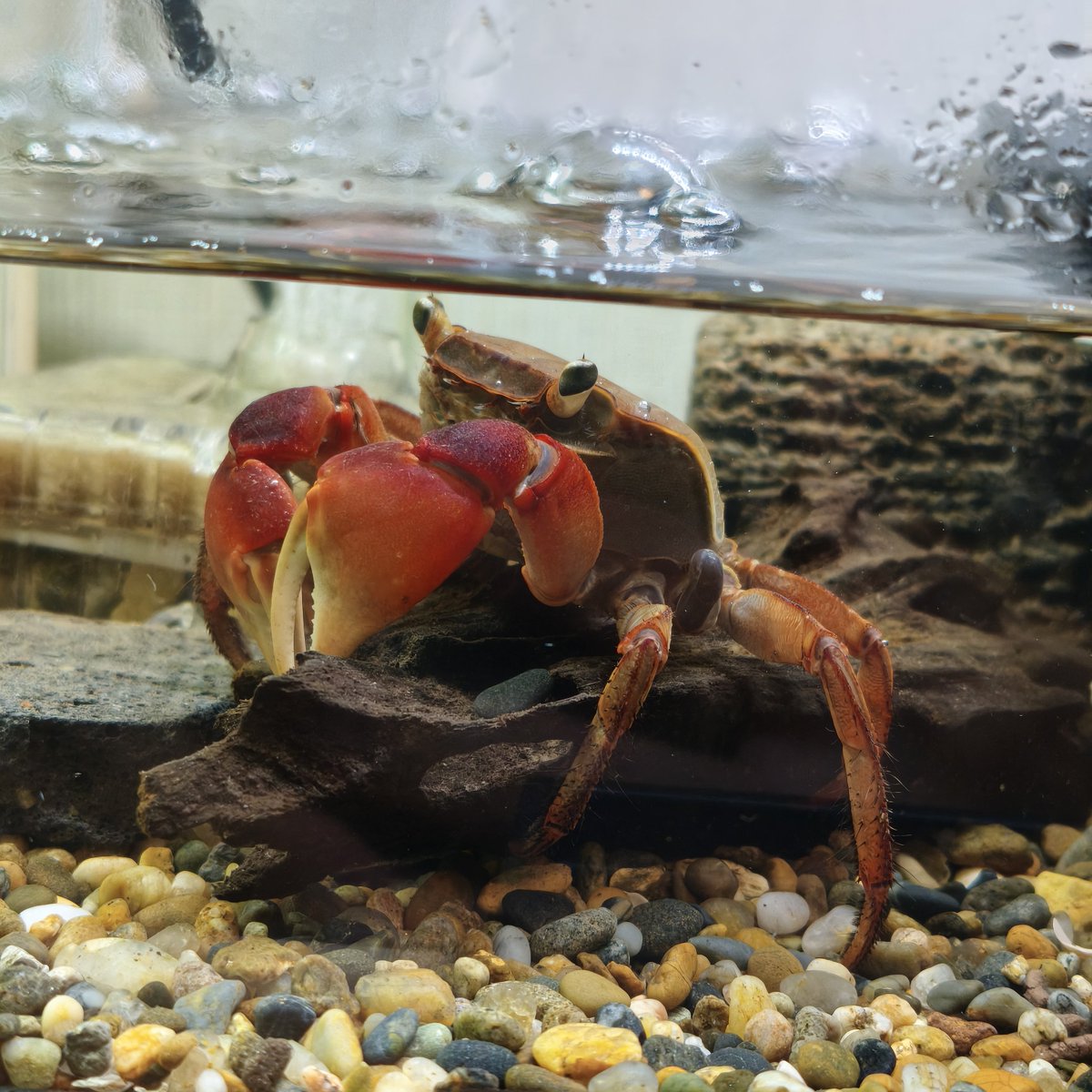 ultimatumusui's tweet photo. アカテガニ飼い始めました。🦀
20年以上前、月刊アクアライフにアノマロクロミストーマシーの産卵記録を載せてもらった身としては、飼育を頑張りたいところ。
育苗箱に砂利を入れて掃除をしやすくし、乾燥した陸地を用意したかったので余ってたコルク樹皮を設置。 https://t.co/iAmOZ1kpza