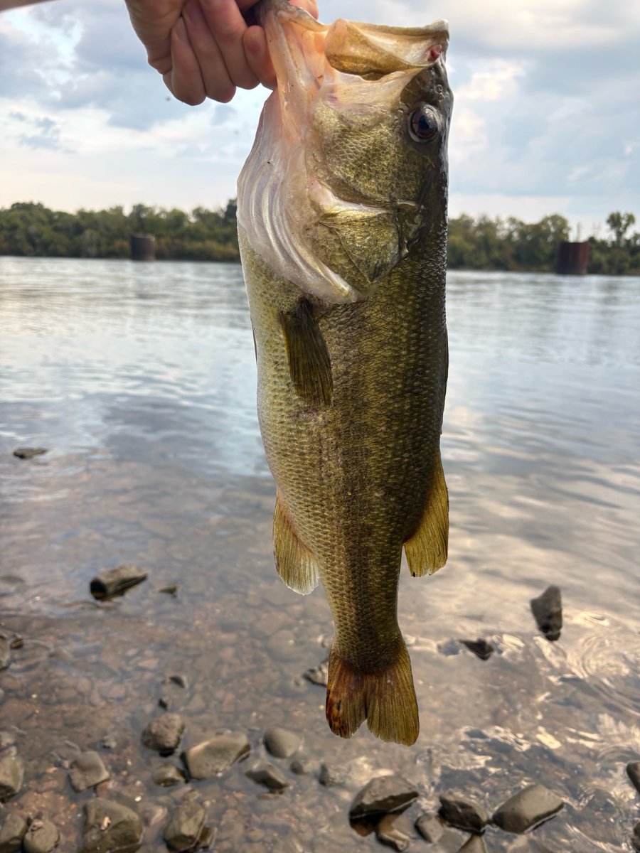 MisterBluegill's tweet photo. 20.5” LMB today https://t.co/Eb80Mhv7wr