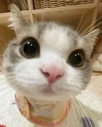 youniebear's tweet photo. my meowmeow https://t.co/daoYCMw2aR