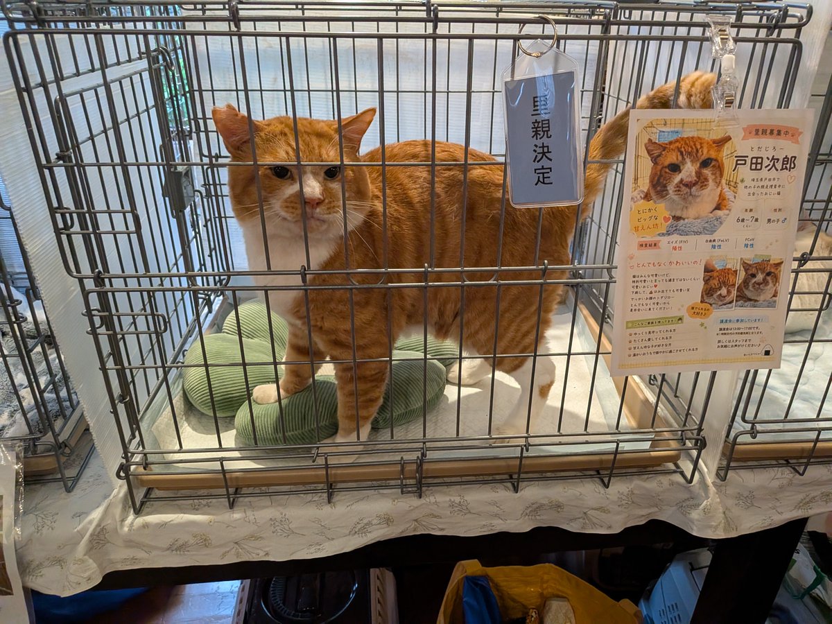 nyankoma2018's tweet photo. 写真載せるの忘れてた。戸田市で保護された戸田ジロー
猫首輪が入らない首無しオジサン猫、もちろんエイズ陽性
本気の譲渡会はこんな感じの猫はすぐ決まる。何故だか分からないけど…。 https://t.co/iZRCkPnPuO