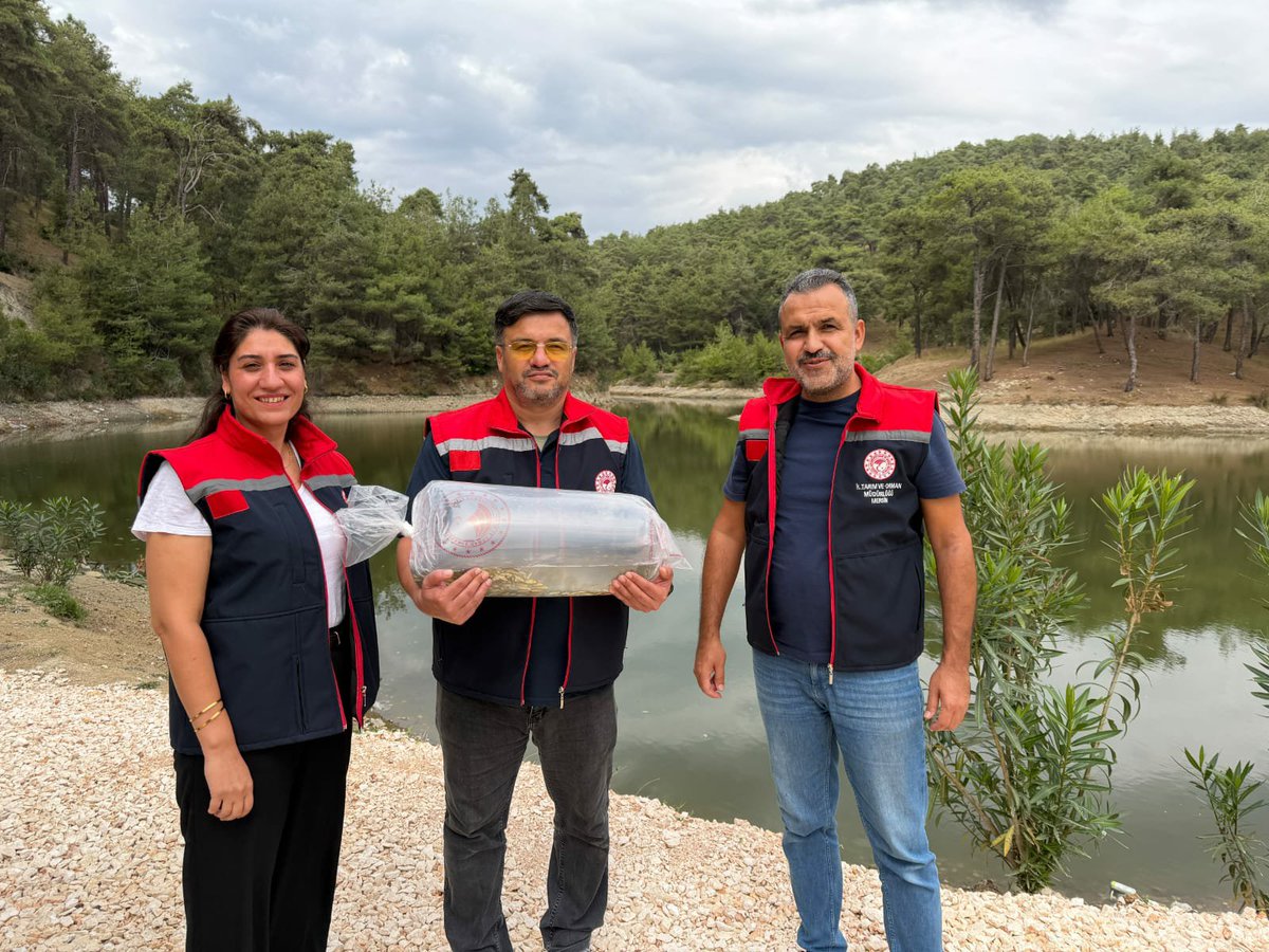 Tarsustarimi's tweet photo. 2026 yılı su kaynakları balıklandırma projesi kapsamında, Adana Su Ürünleri Üretme İstasyonundan alınan, 11.000 adet yavru sazan balığı Tarsus İlçe Tarım ve Orman Müdürlüğü teknik personellerince İlçemiz Çavuşlu Göleti ve Pirömerli Göletine bırakılmıştır. https://t.co/YbQCu0nOdY