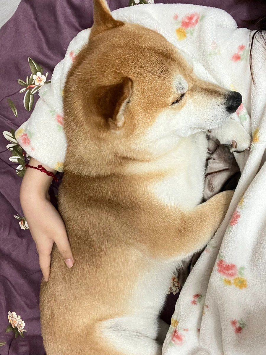 MariahCookgi's tweet photo. Un ratito de abrazos y mimos con mi perro, lo mejor del día! https://t.co/Pqp9zUtJrS