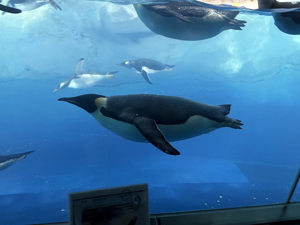 fang_fish00's tweet photo. ペンギン.s https://t.co/ClrfUzoZjT