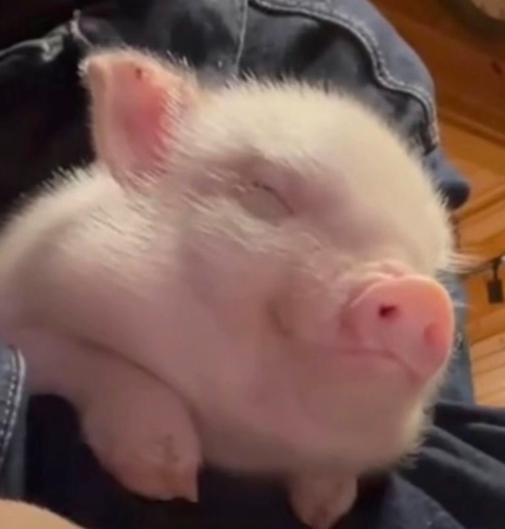 peachxrd's tweet photo. คุณชายอู้ด🐽💨 https://t.co/kfzodmJ56B