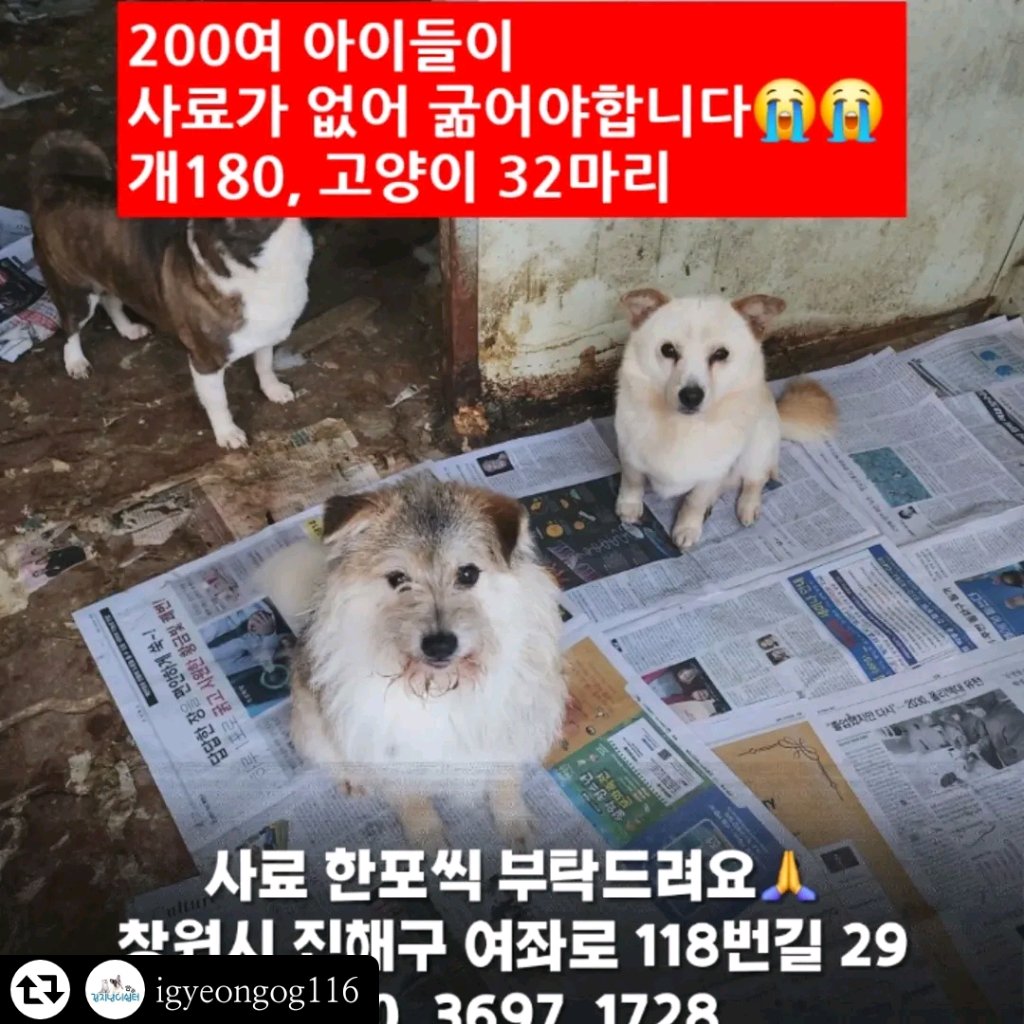 happyjindowoong's tweet photo. 🚨RT 리트윗 공유 부탁드려요
70세 넘으신 고령의 소장님께서 홀로 운���해 오시는 진해 행복의집 200여 아이들 강아지 고양이들 사료가 한포도 없다고 하셔요
캔,신문지,이불도 물품 후원 받으신다고 해요
공유도 힘이 됩니다

우체국 613711 01 00 1631
진해 행복의집

#rt부탁드립니다 #도와주세요 https://t.co/lenx1dRZx3