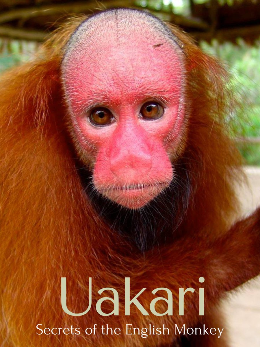torridsnake's tweet photo. @ellyalbanese @B1TuckerCarlson Find the white european monkey? 😂 😂 😂 😂 😂 https://t.co/kz6vfC6ejZ