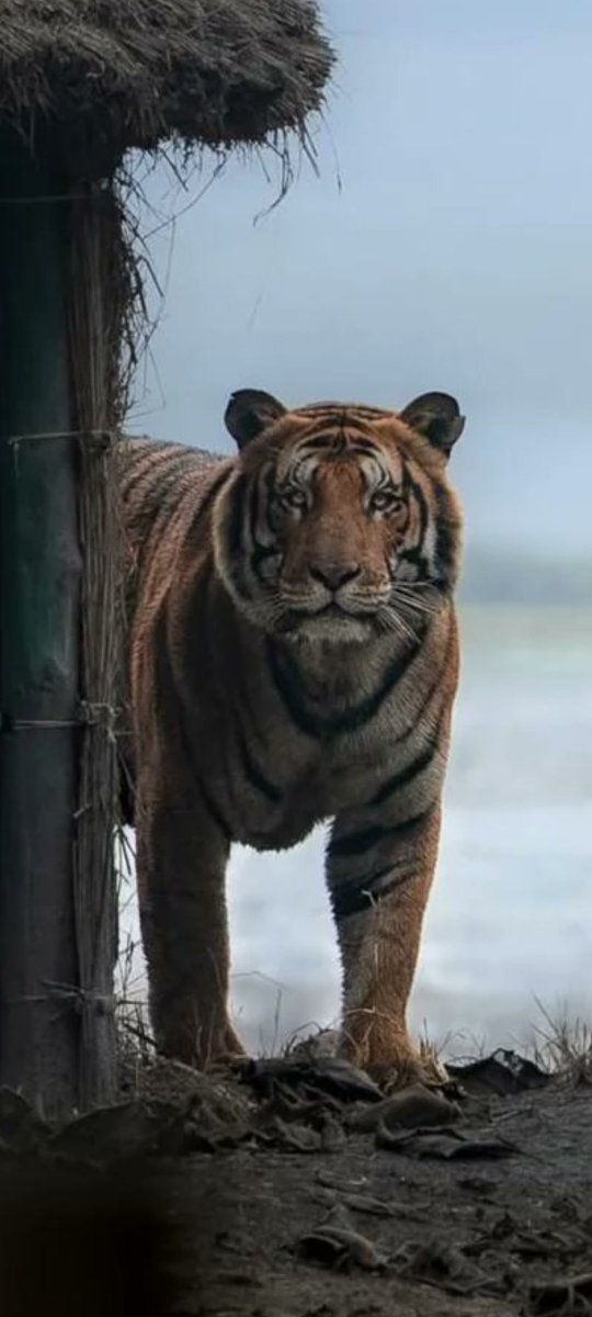 Pascarey1's tweet photo. @malaysiakini But but but.....there are dangerous hungry human devouring tigers still in Malaya,no?
@NajibRazak 
@rafiziramli Ha3 
@jameschin110 https://t.co/NDki1ezhSO