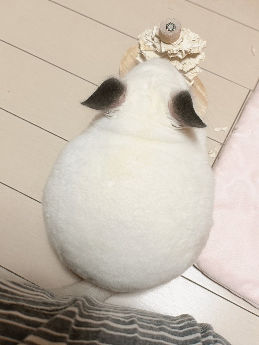 punsuko_2's tweet photo. まるい https://t.co/49bRCrYYVL