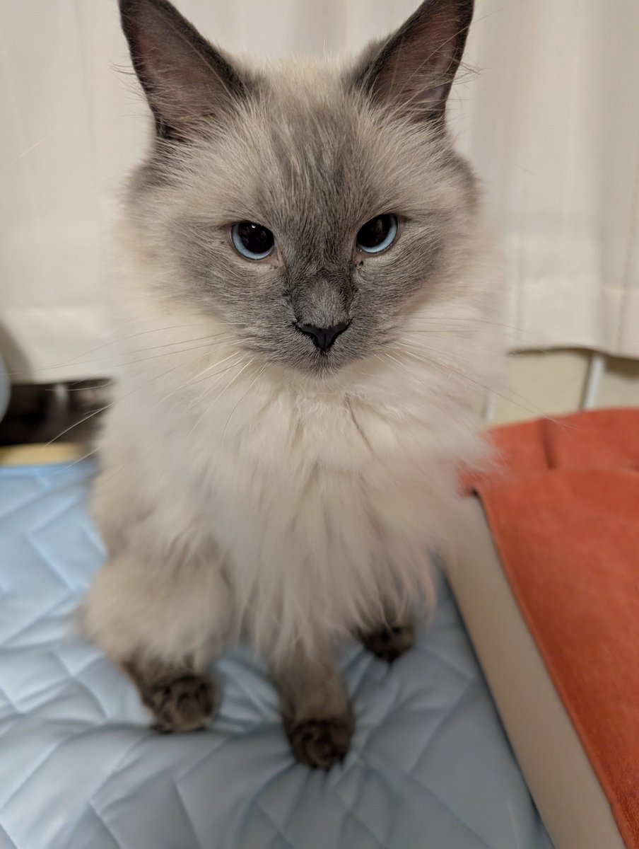 shionjil's tweet photo. 猫
#すいむの借り物競争 https://t.co/B3T09u8XzU