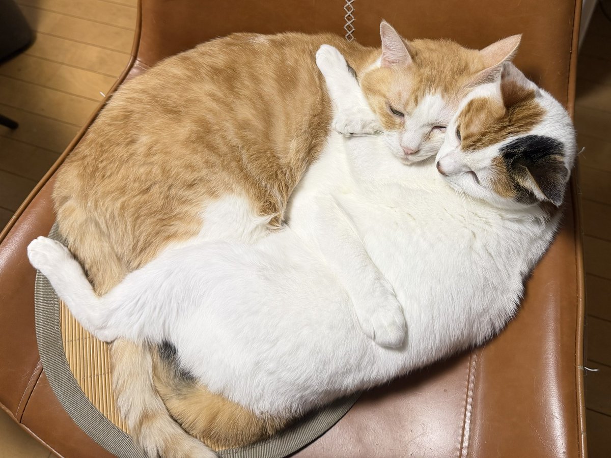 itonoofficial's tweet photo. 家の猫たちが仲良しすぎてこれです。 https://t.co/Bc3TEgJK5o
