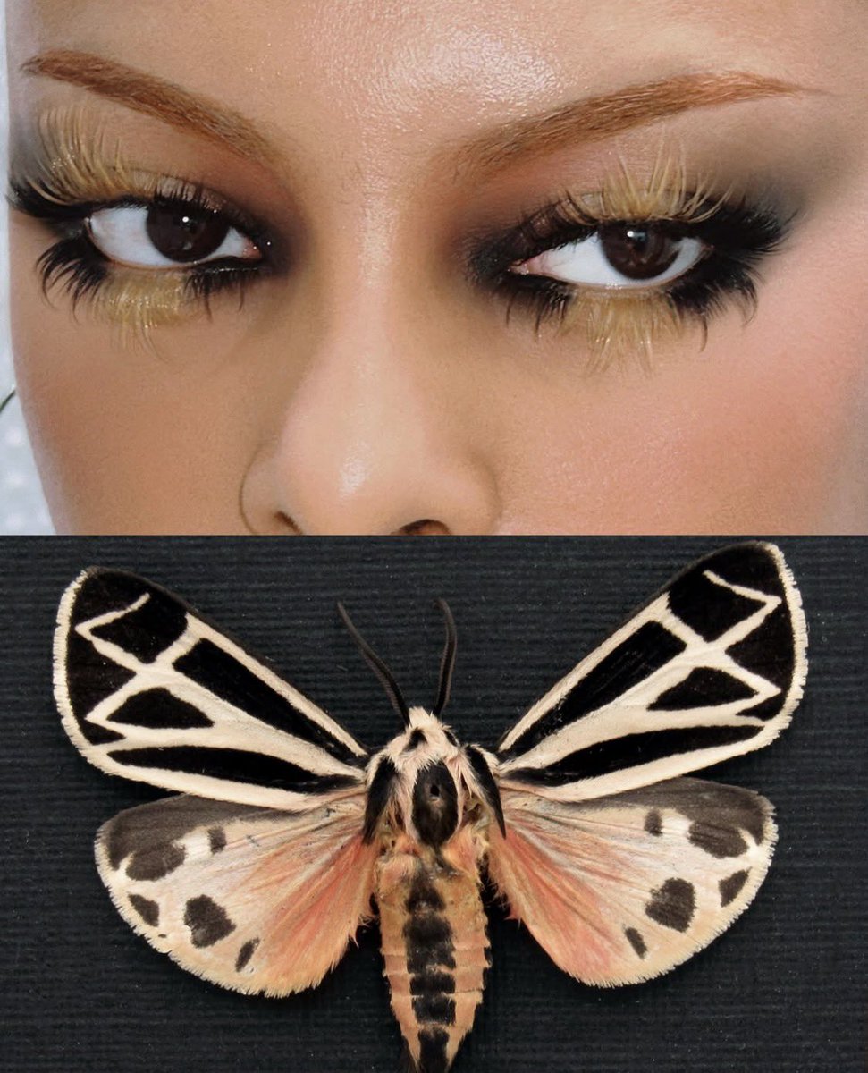 DolldByKenn's tweet photo. GLAM🫟| Moth Study| 👩🏼‍🎨: deemakeupart https://t.co/GkejevY5Jm