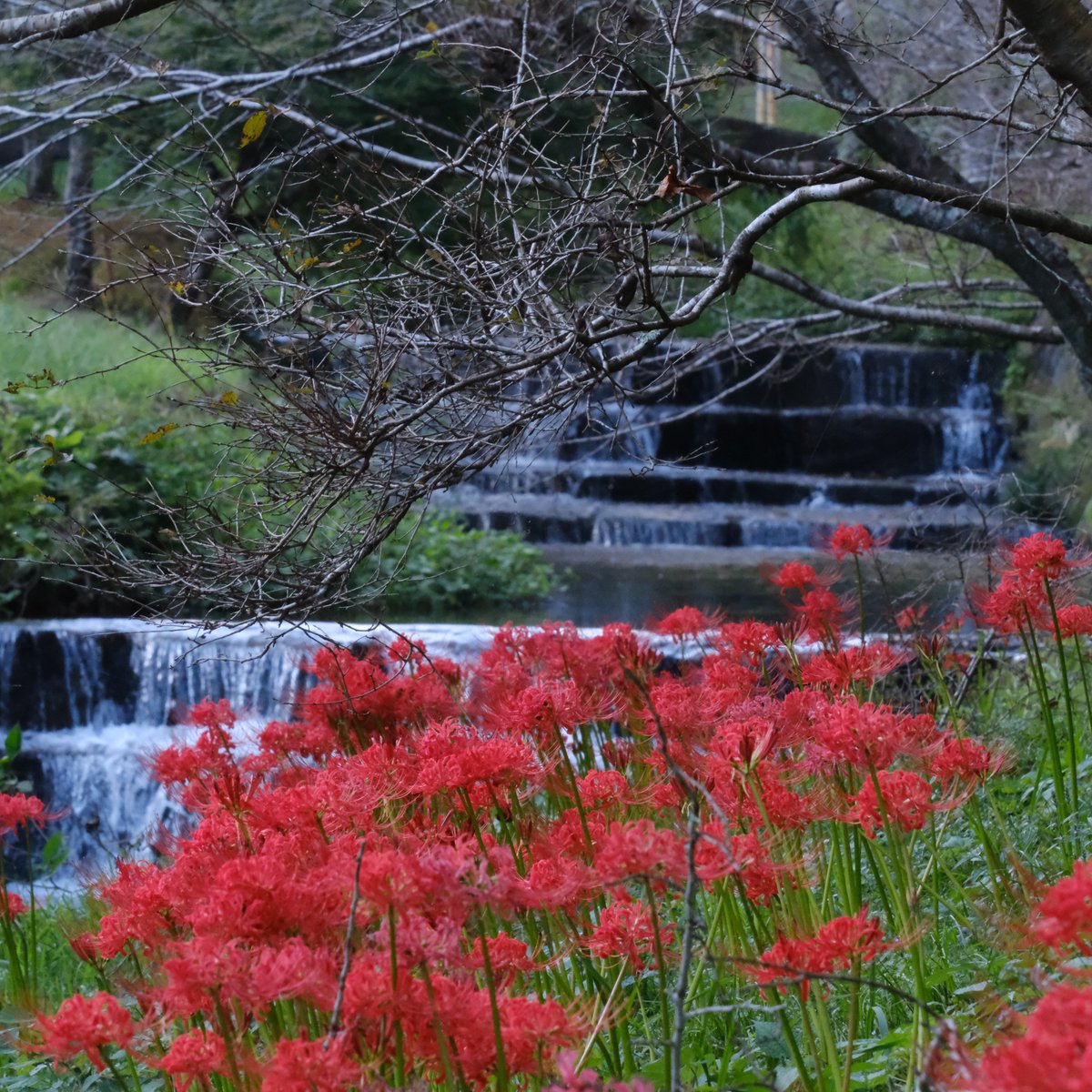 mountainfrog2's tweet photo. 彼岸花咲く
#曼殊沙華
#彼岸
#曇り空
#河内ダム
#写真好きの人と繋がりたい https://t.co/Fj1LNWaCLl