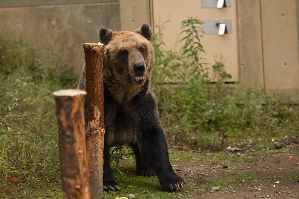 chichenghu30379's tweet photo. とんこ🐻

#旭山動物園　#エゾヒグマ　#とんこ https://t.co/3DXiWnCCij
