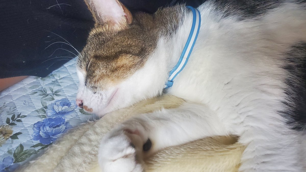 ayataityou's tweet photo. 小人と「ひっつきもっつき」
私の出番無し。いい猫使いに育ってます。
お昼寝はなが～くなってへそ天で寝てた。
夜になったらまた騒ぎだした。
さて、人間もお昼寝はちょっとしたけど、夜泣きに付き合うのに備えます。
あだ名はもちろん「テツ」になりました。 https://t.co/B95bqyNshb