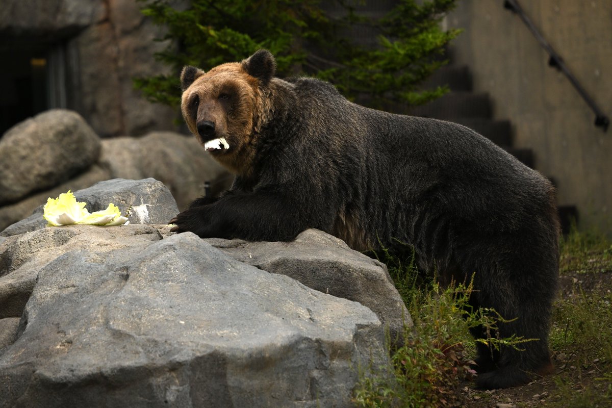 chichenghu30379's tweet photo. とんこ🐻

#旭山動物園　#エゾヒグマ　#とんこ https://t.co/3DXiWnCCij