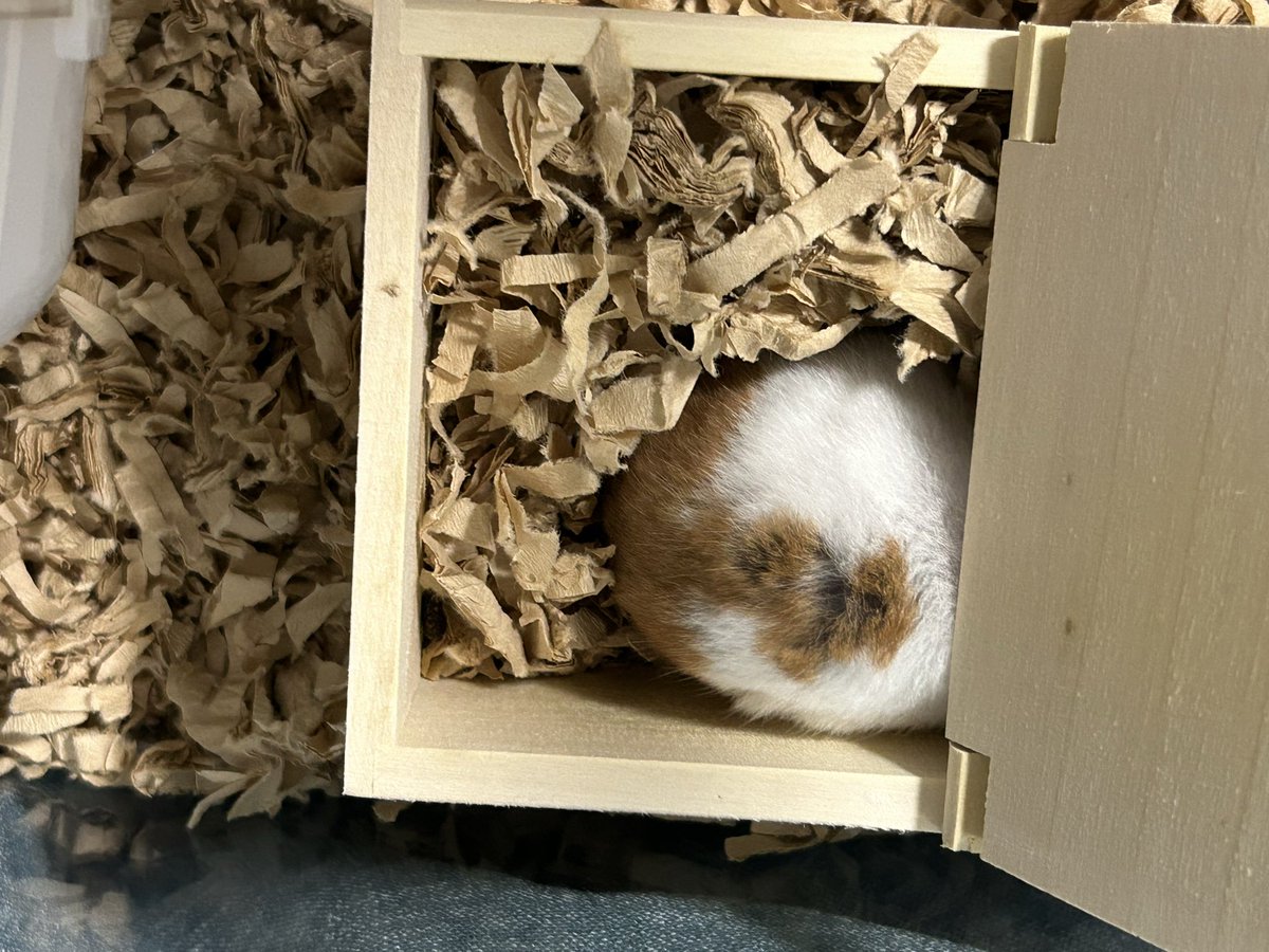 baket5957's tweet photo. 箱に収まった饅頭🐹 https://t.co/vn5RvPZCJZ