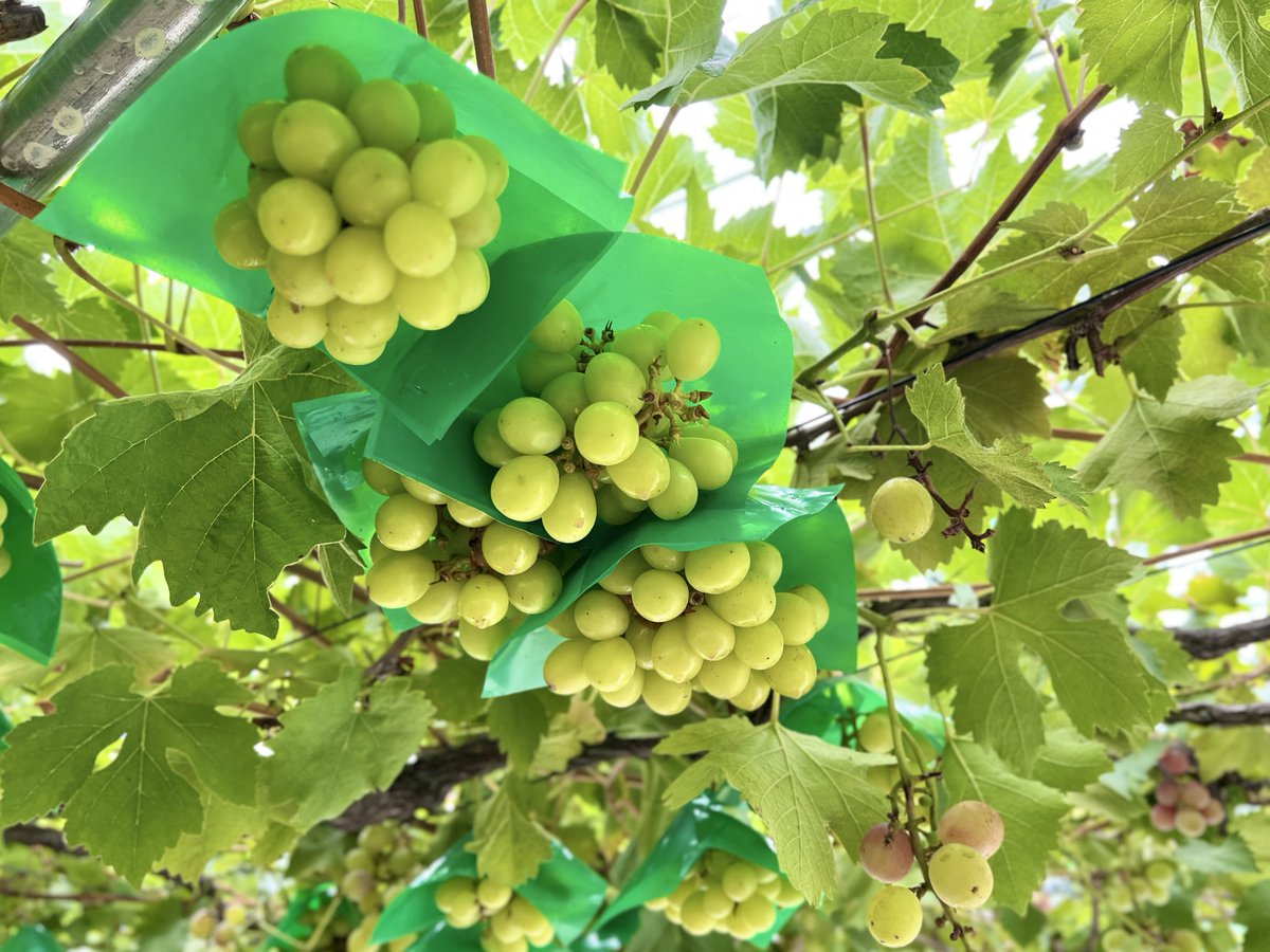 3yam04's tweet photo. 山形の鶴岡にぶどう狩りにいってぶどうをたくさん食べた🍇
いろんな種類のぶどうがあっておいしかった💜💚
私とそうすけお気に入りのジューシーな瀬戸ジャイアンツ、夫お気に入りのとっても甘い安芸クイーン、忘れられないくせのある香りのスチューベンをお土産に購入しました✨ https://t.co/kcnUKlvViU