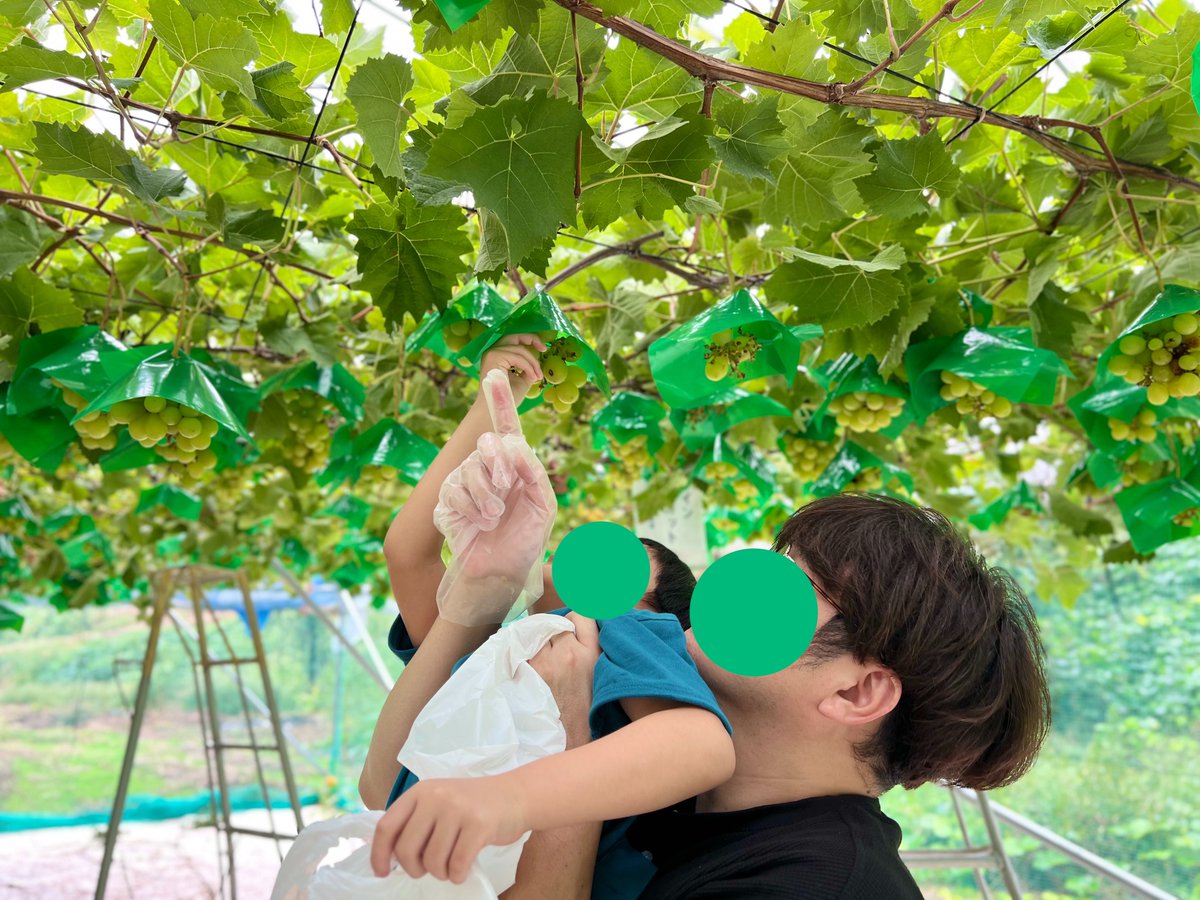3yam04's tweet photo. 山形の鶴岡にぶどう狩りにいってぶどうをたくさん食べた🍇
いろんな種類のぶどうがあっておいしかった💜💚
私とそうすけお気に入りのジューシーな瀬戸ジャイアンツ、夫お気に入りのとっても甘い安芸クイーン、忘れられないくせのある香りのスチューベンをお土産に購入しました✨ https://t.co/kcnUKlvViU