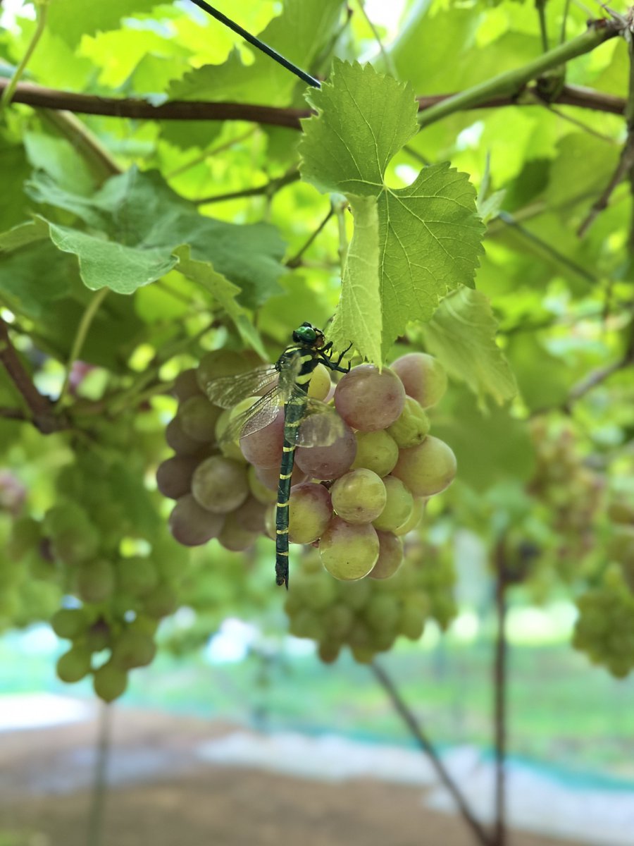 3yam04's tweet photo. 山形の鶴岡にぶどう狩りにいってぶどうをたくさん食べた🍇
いろんな種類のぶどうがあっておいしかった💜💚
私とそうすけお気に入りのジューシーな瀬戸ジャイアンツ、夫お気に入りのとっても甘い安芸クイーン、忘れられないくせのある香りのスチューベンをお土産に購入しました✨ https://t.co/kcnUKlvViU