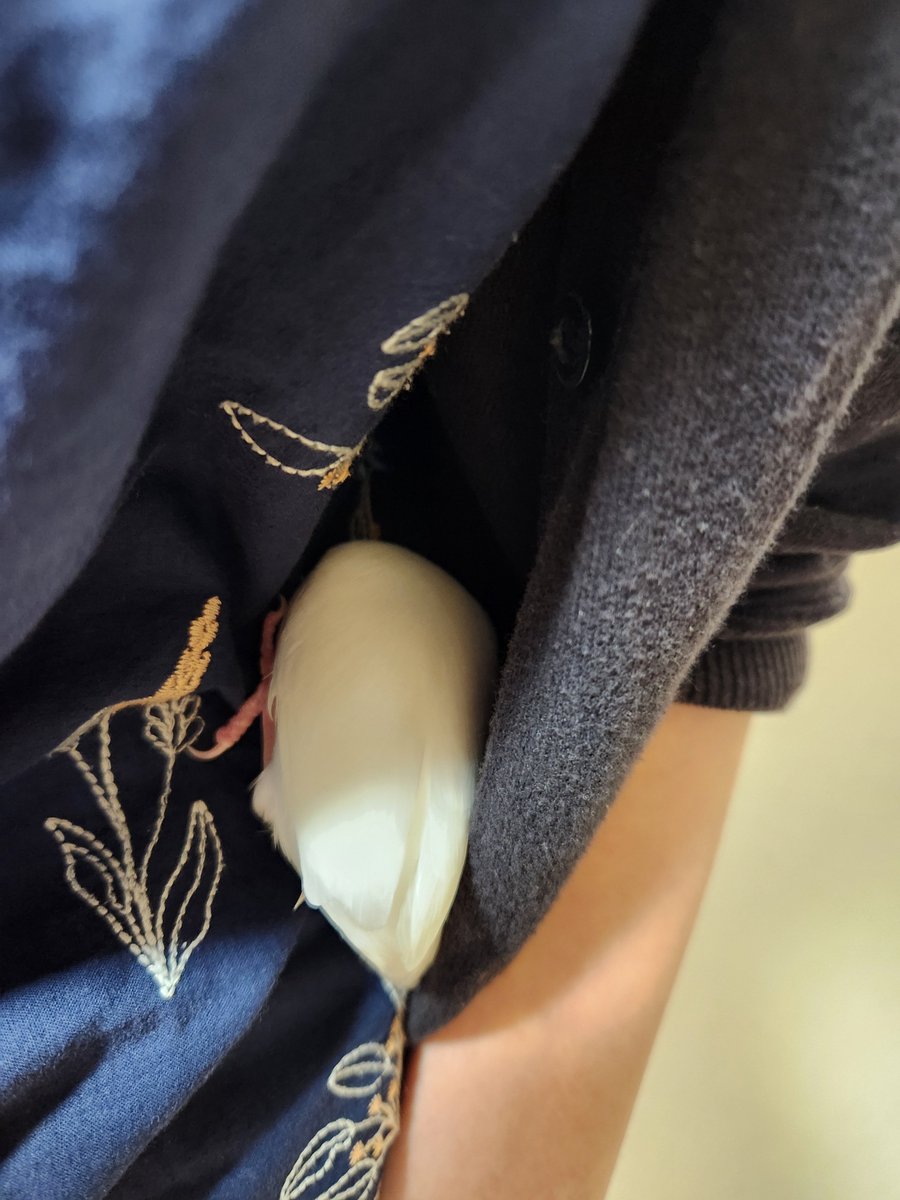 nihachi_info's tweet photo. 文鳥様がニンゲンの脇を巣にするとおっしゃるので
ニンゲンはじっとしていなくてはいけません。 https://t.co/oWM5OsbbVu
