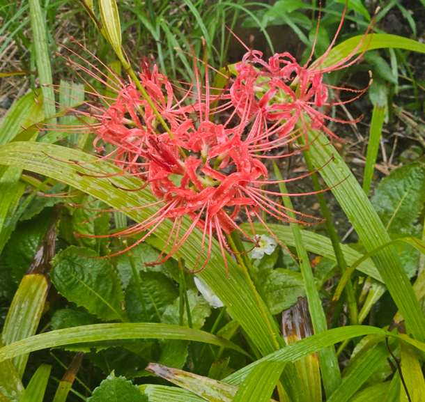 josuijishinri's tweet photo. despite all the rain today, i got to see some very pretty flowers https://t.co/4TUb2FB7dN