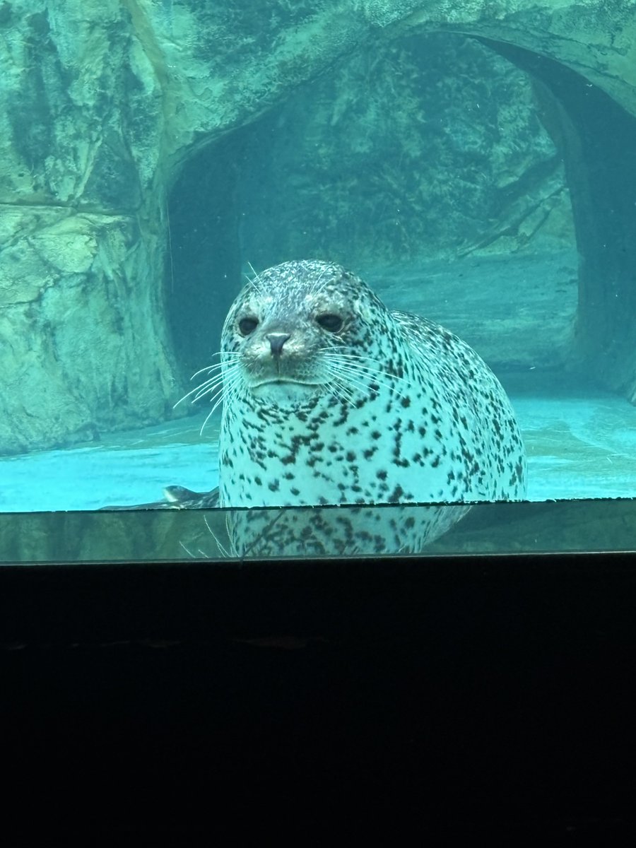 maru_00_m's tweet photo. しーくいんさんがきたのだ💓

＃男鹿水族館GAO
＃ゴマフアザラシ
＃ターボ https://t.co/rHkzjXdpap