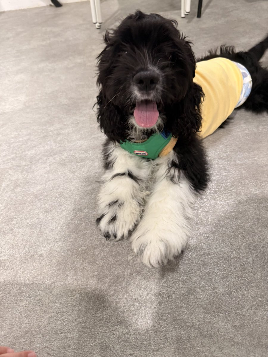 pamkundazo's tweet photo. @kuwatakiyohara 松本さーん🐶ありがとうー😊
ピッキーも撫でてー🤲 https://t.co/gMPUffLkiW
