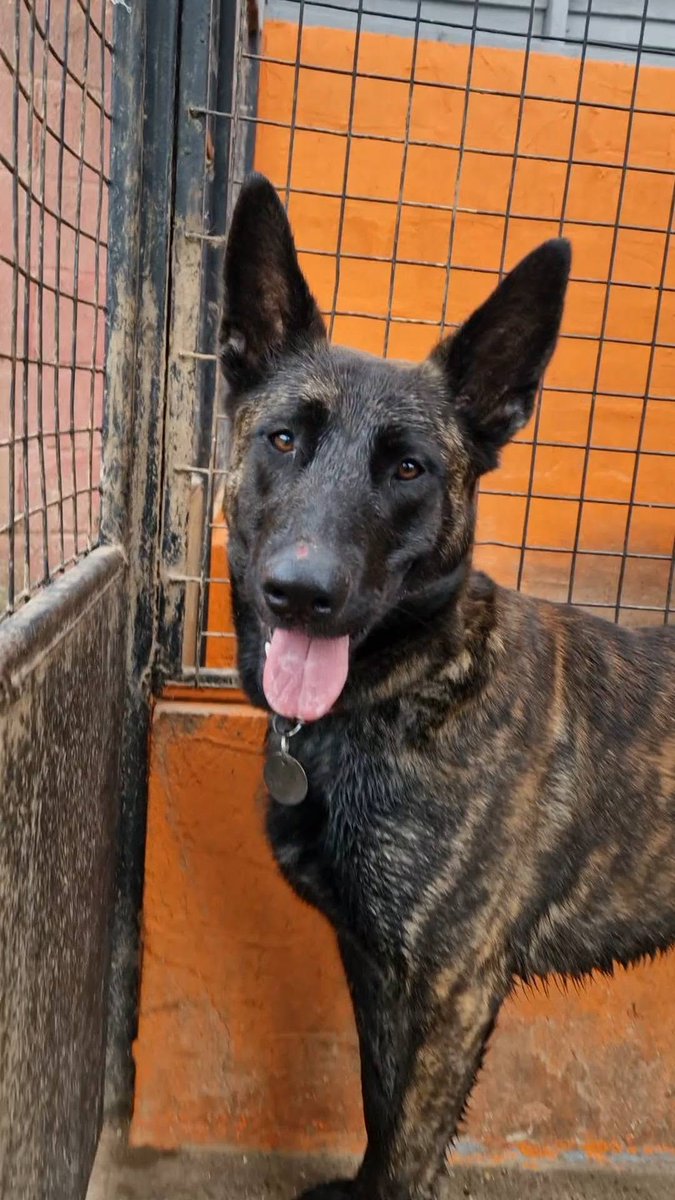 gsrescueelite's tweet photo. 18mth old Zena was abused and neglected, arriving with sores, scars and terrified but with some time and patience from the #Notts kennels she has the light back in her eyes and now just needs a new home 
#dogs #germanshepherd 
https://t.co/BcfVtCSM1x https://t.co/DUhNYnsf5v