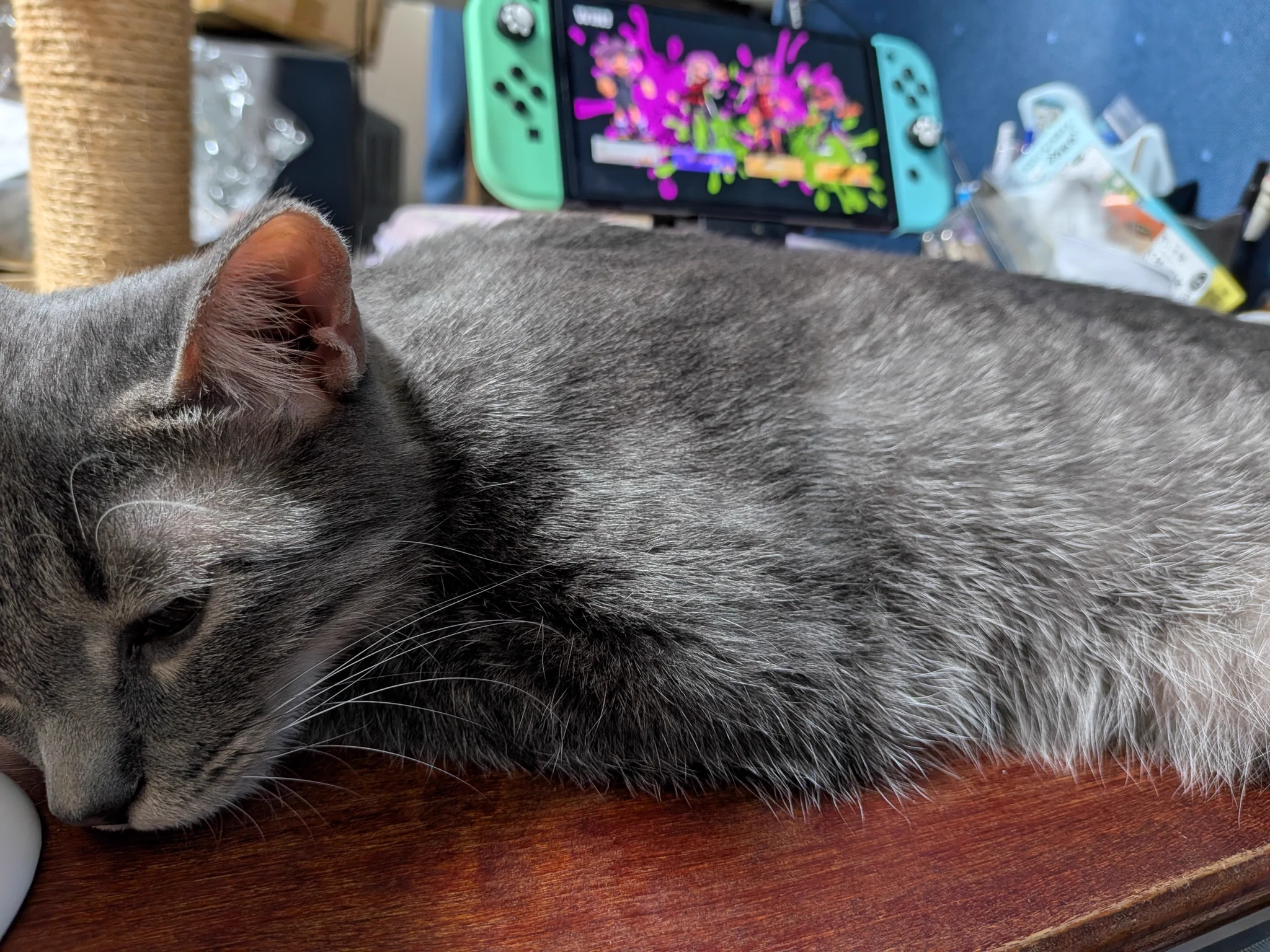 群青🐾Calico on X: 