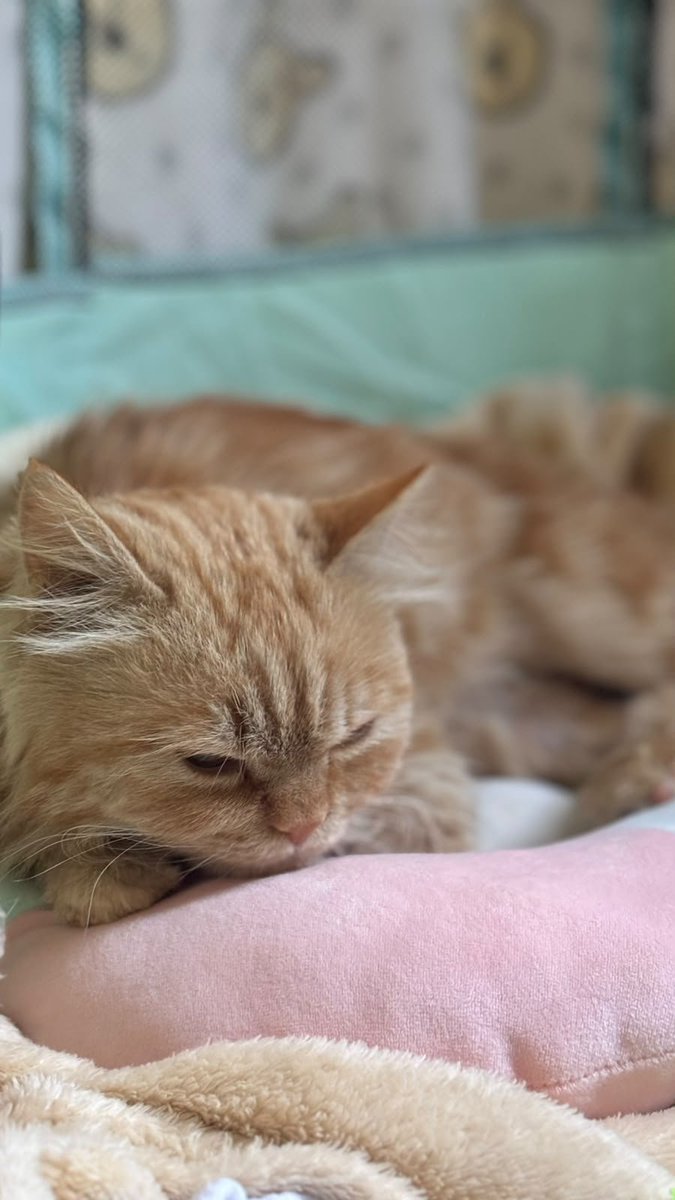 Animal_rescue0's tweet photo. #للتبني_في_أبها 
📍احدرفيده
فيه مندوب يوصل ( الرياض-الشرقية-جده )
ليو🧡
ذكر
✅مطعم-معقم
لطيف يثق باصحابه من اول يوم🥹
المهتم بالتبني يتواصل معي🙏🏻💕
( واتس اب فقط ) 
0530318346 https://t.co/MaGzODFmZd
