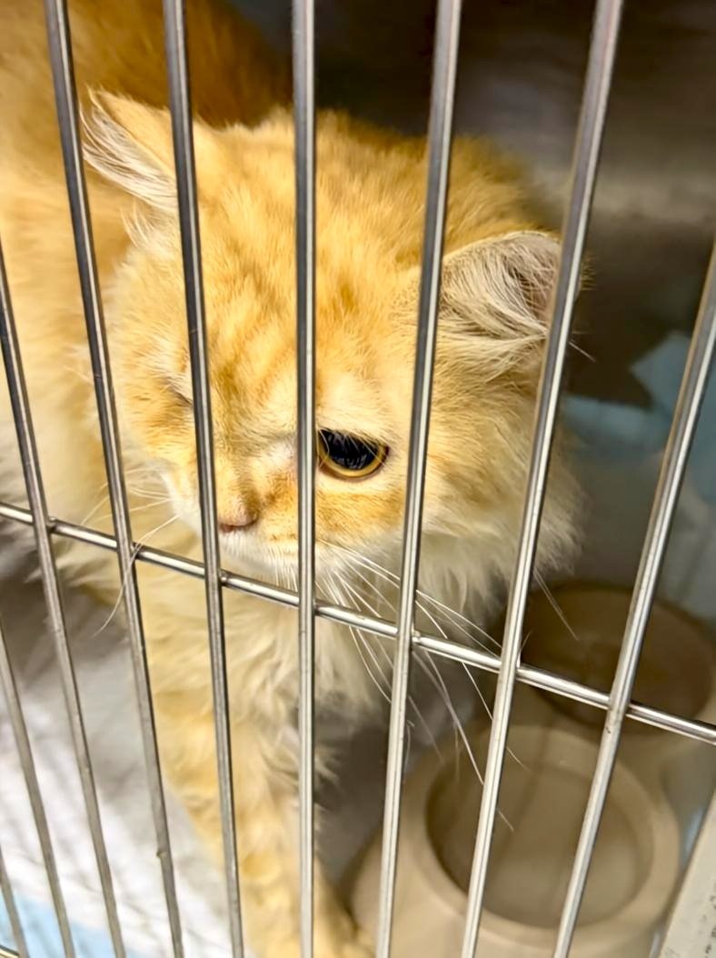 Animal_rescue0's tweet photo. #تبني #قطط #الرياض 
ذكر قط فارسي يبحث عن متبنٍ محب في الرياض🤲❤️

النشر نيابة عن شخص

قط مهجور بعد العلاج، وهو الآن بصحة جيدة. لديه رؤية ضبابية في عينه اليسرى، لكن الطبيب البيطري أكد أنها لا تحتاج إلى إزالة — لا يزال بإمكانه أن يرى قليلاً منها

✓ العمر: ~2–3 سنوات
✓ ذكر
✓ مخصي
✓ مطعّم
✓ سليم

��لسلالة: فارسي طويل الشعر

الطبع: لطيف جداً، حنون، يحب الناس
الإلحاح: موجود حالياً في فندق قطط فقط حتى نهاية هذا الأسبوع
فقط إبقاءه في الداخل ومنحه الحب❤️

إذا كنت تستطيع أن تقدم له منزلاً آمناً ومحباً (أو تعرف شخصاً يستطيع)، يرجى التواصل عبر

واتساب:

+966 50 073 6130