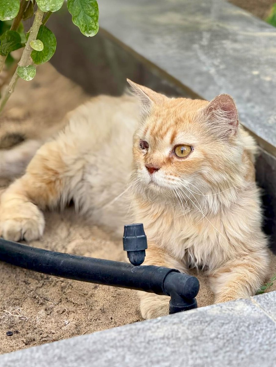 Animal_rescue0's tweet photo. #تبني #قطط #الرياض 
ذكر قط فارسي يبحث عن متبنٍ محب في الرياض🤲❤️

النشر نيابة عن شخص

قط مهجور بعد العلاج، وهو الآن بصحة جيدة. لديه رؤية ضبابية في عينه اليسرى، لكن الطبيب البيطري أكد أنها لا تحتاج إلى إزالة — لا يزال بإمكانه أن يرى قليلاً منها

✓ العمر: ~2–3 سنوات
✓ ذكر
✓ مخصي
✓ مطعّم
✓ سليم

��لسلالة: فارسي طويل الشعر

الطبع: لطيف جداً، حنون، يحب الناس
الإلحاح: موجود حالياً في فندق قطط فقط حتى نهاية هذا الأسبوع
فقط إبقاءه في الداخل ومنحه الحب❤️

إذا كنت تستطيع أن تقدم له منزلاً آمناً ومحباً (أو تعرف شخصاً يستطيع)، يرجى التواصل عبر

واتساب:

+966 50 073 6130