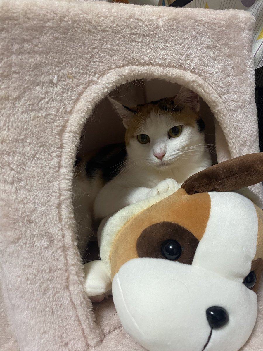 613damie's tweet photo. うちの猫ちゃん、ヨーゼフと一緒に寝るらしい！笑 https://t.co/iPMQrZS50o