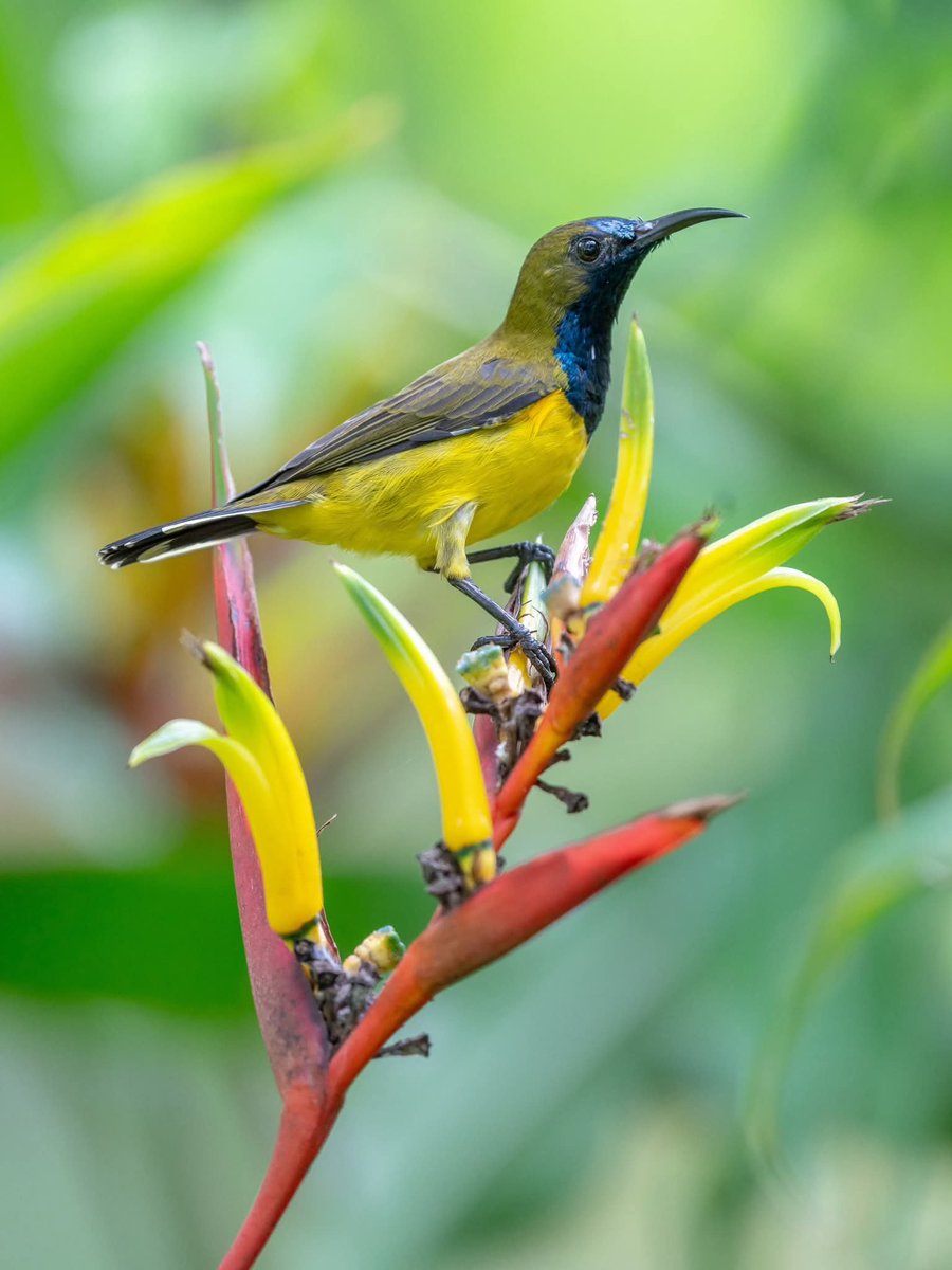 BP_Chua's tweet photo. Ornate Sunbird
#bird #nature #wildlife #animal #photography #sunbird https://t.co/FYqQrCTmxG
