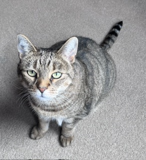 H2RScotland's tweet photo. Poor Ella is not having any luck at all. No offers of a home for her. 
Her previous appeals don't seem to be helping either. 
Glasgow based - can you share? We cover the whole of Scotland and can offer transport for the right home. 

Ella is an 8 year old female Tabby cat. She is looking for a new home. Sadly her previous home offer fell through.
Ella would be best in a quiet home with no other pets or children as she appears to get stressed.
She would be suited to someone who is on their own with a calm quiet home to allow her to relax.
Ella is registered at the vets and has been seen recently. She is healthy and active.
Ella is chipped and spayed.
She eats a mix of wet and dry food and can be left on her own if you need to go out.
Ella will venture outside but won't go as far away as the garden.
She likes to sleep in a cave she made herself in the wardrobe at night or on top of the drawers where there are clothes for her to keep cosy.
She is up to date with her vaccinations and very affectionate. She isn't keen being picked up but will be happy to sit next to you on the sofa or bed.
For more information or to offer Ella a new home please email info@help2rehome.com